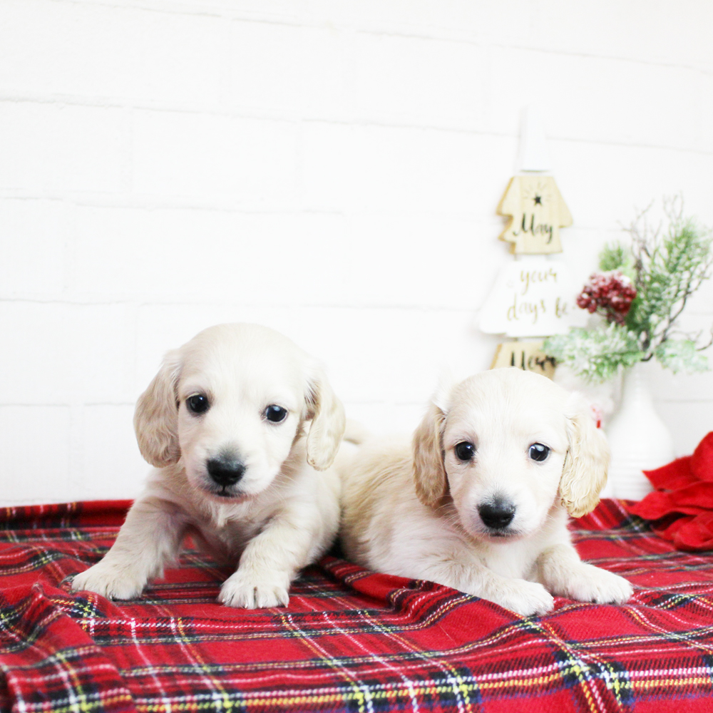 ☆☆☆MerryChristmas☆☆☆